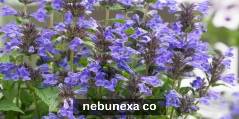 Nebunexa Co