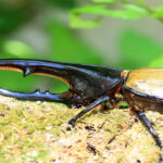 Hercules Beetle
