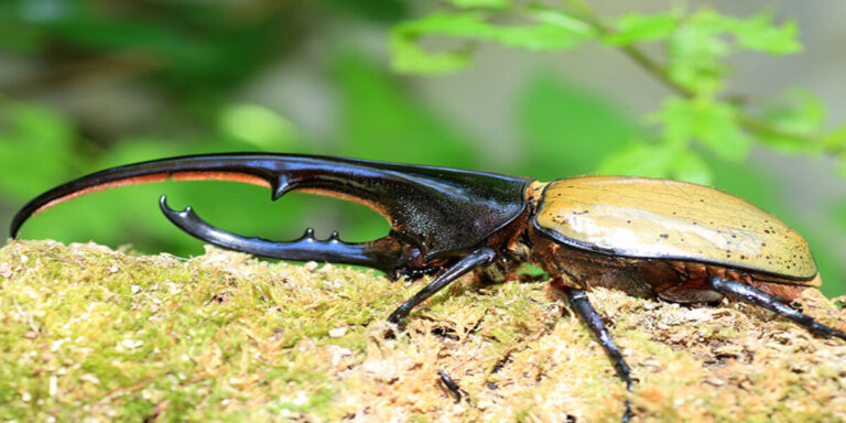 Hercules Beetle | A Deep Dive into the World’s Strongest Insect